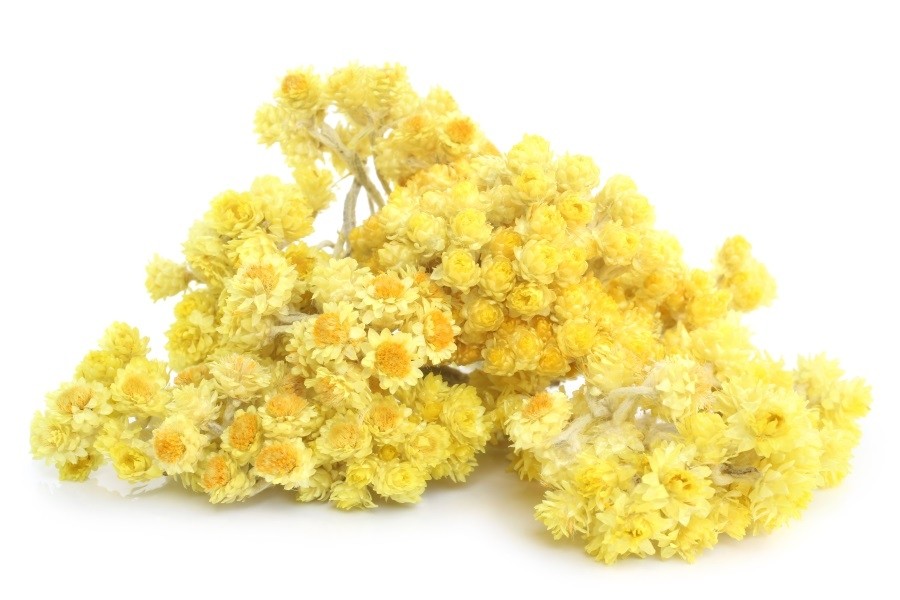 Benefits of Helichrysum Essential Oil