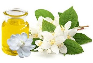 Benefits of jasmine absolute