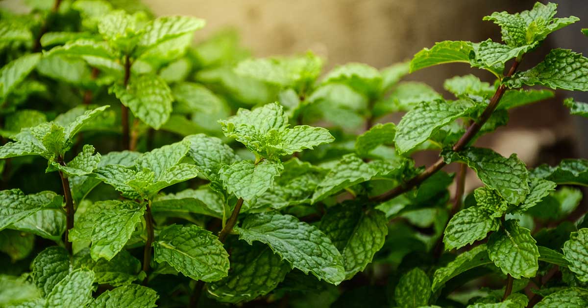 Benefits of peppermint essential oil