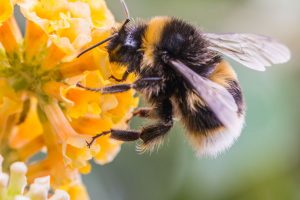 Meditation to connect with the Bee Goddess
