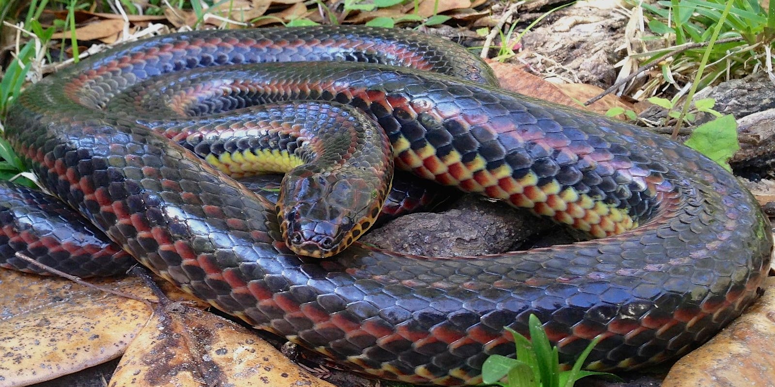 Meditation to connect with Snake Priestess